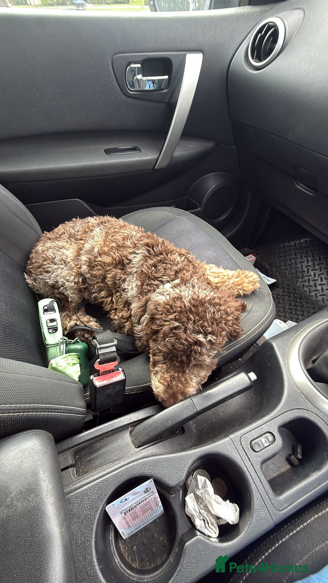 Miniature Poodle dogs for stud: Gorgeous Chocolate Merle miniature poodle for Stud - Image 8