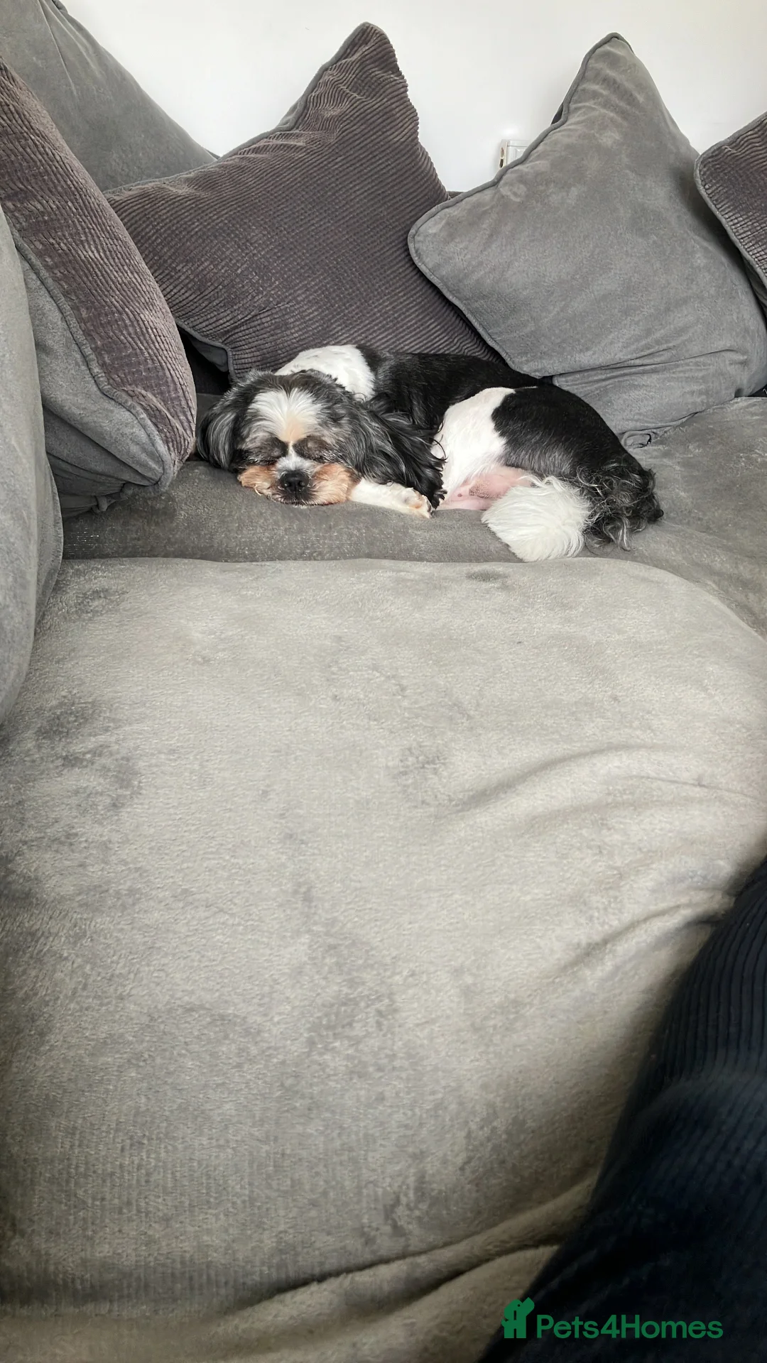 Mixed Breed dogs for stud: Bentley beautiful boy in Cannock - Advert 3