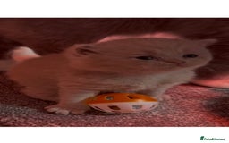 British Shorthair cats for sale: Stunning pure British shorthair kittens - Image 9