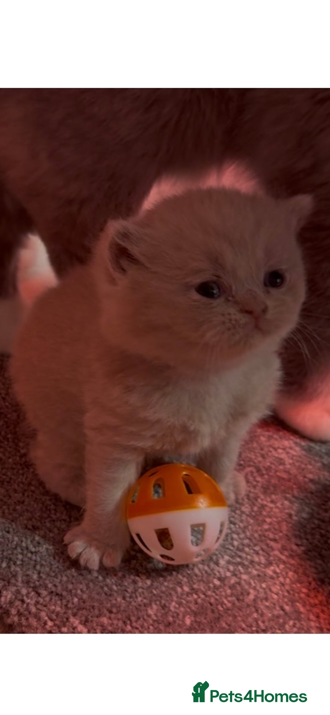 British Shorthair cats for sale: Stunning pure British shorthair kittens - Image 9