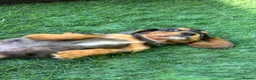 Mixed Breed dogs for sale: DASHALIER PUPPIES Cavalier X dachshund in Saffron Walden - Advert 19