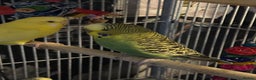 Budgerigars birds for sale: Female budgies - Advert 2