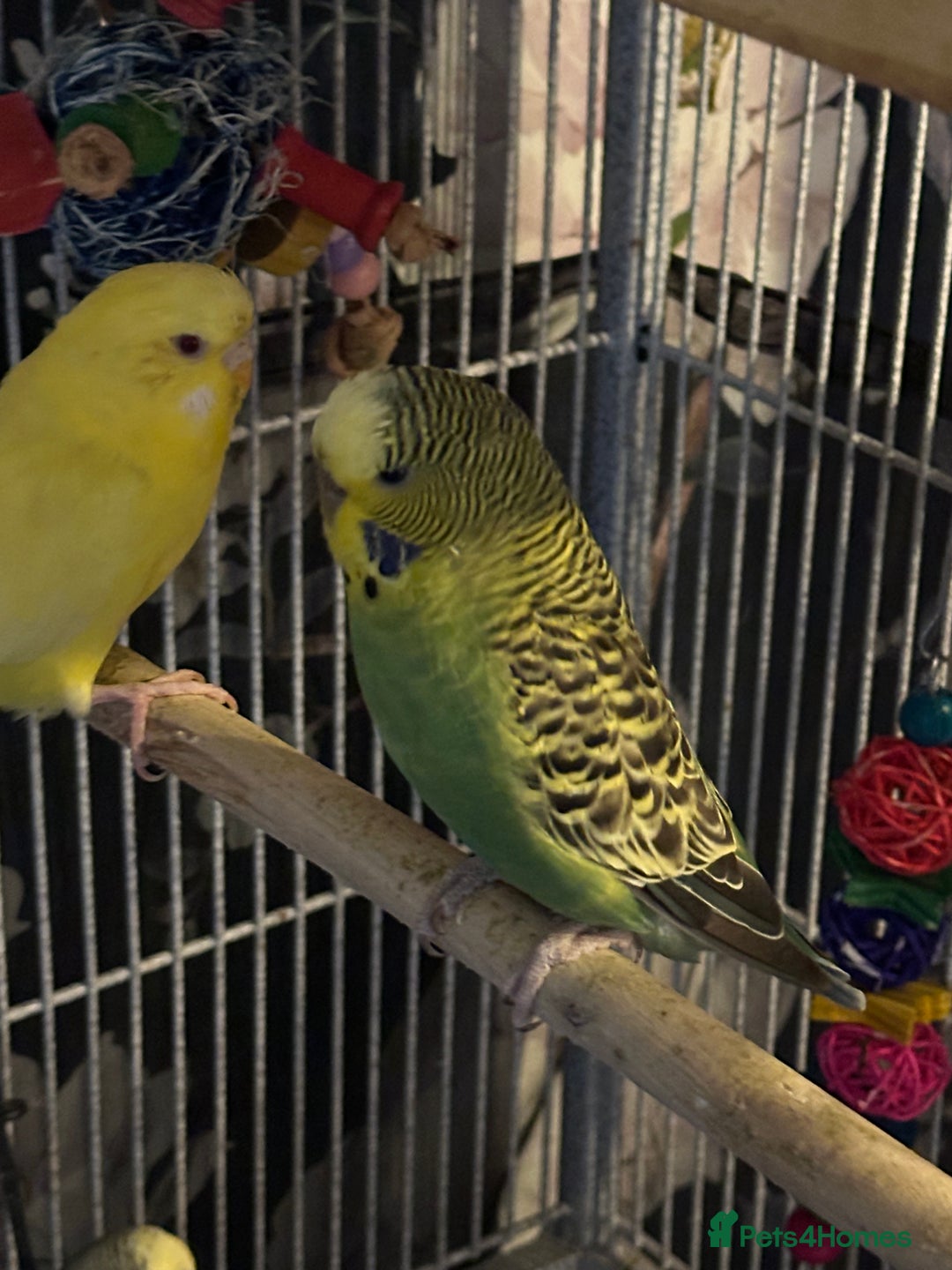 Budgerigars birds for sale: Female budgies - Advert 2