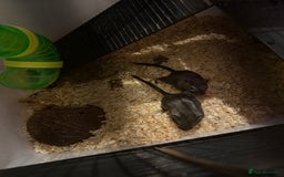 Gerbil rodents for sale: Two Gerbils for Sales  - Image 1