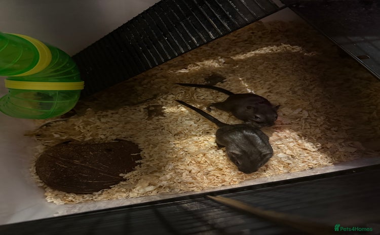 Gerbil rodents - Advert 1