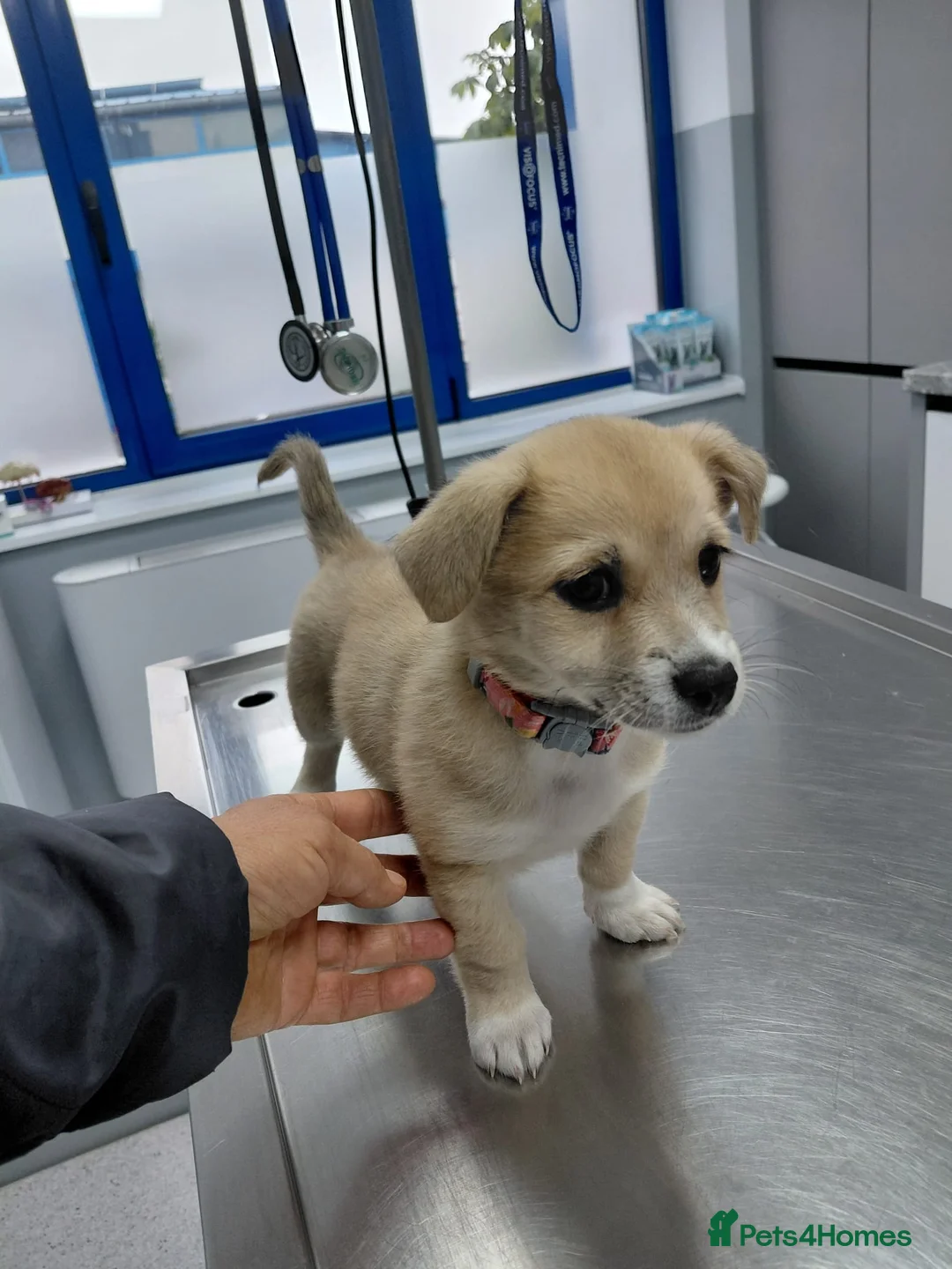 Mixed Breed dogs for adoption: 🌸Little HARA🌸- gentle, grateful and full of love - Advert 34