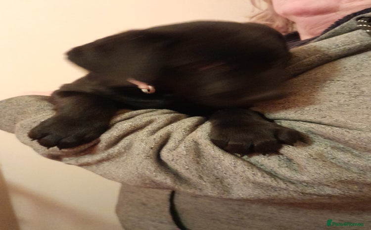 Labrador Retriever dogs - Advert 4