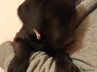 Labrador Retriever dogs - Advert 2