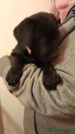 Labrador Retriever dogs - Advert 3