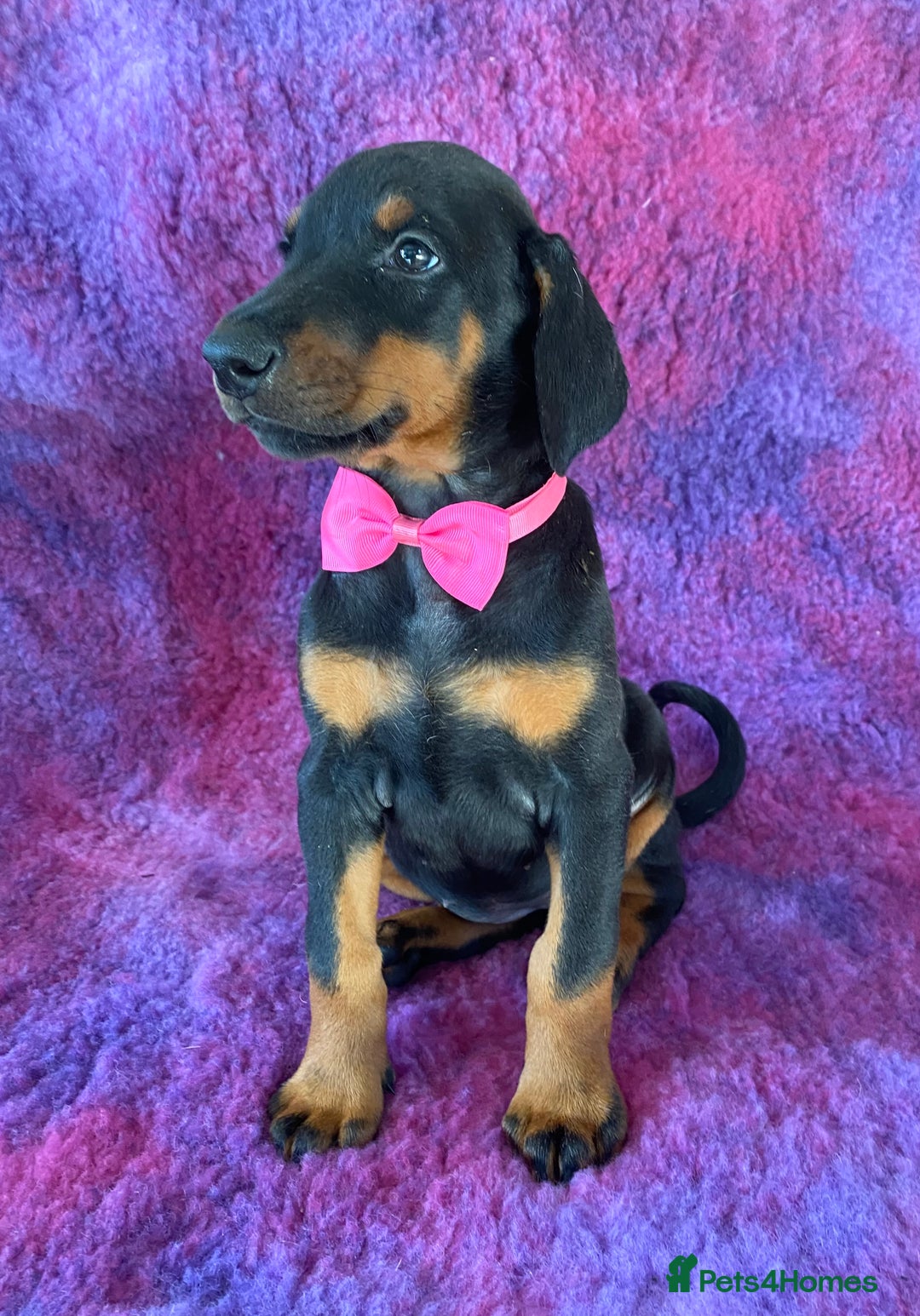 Dobermann dogs for sale: KC REG HEALTH TESTED EUROPEAN DOBERMAN : REDUCED! - Advert 30