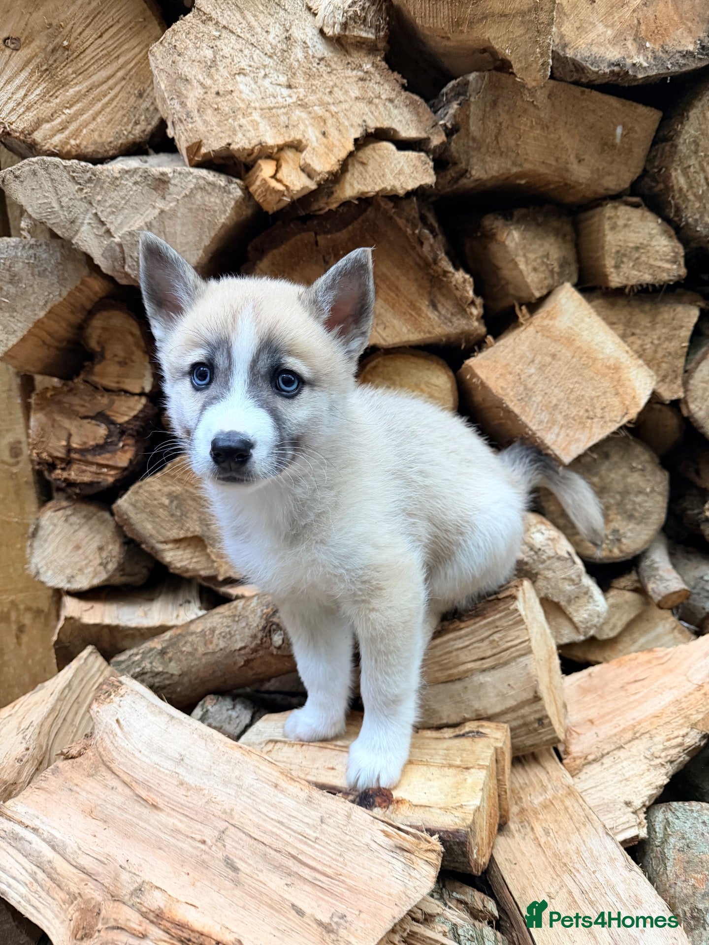 Pomsky dogs for sale: F2 Pomsky puppies - Advert 2