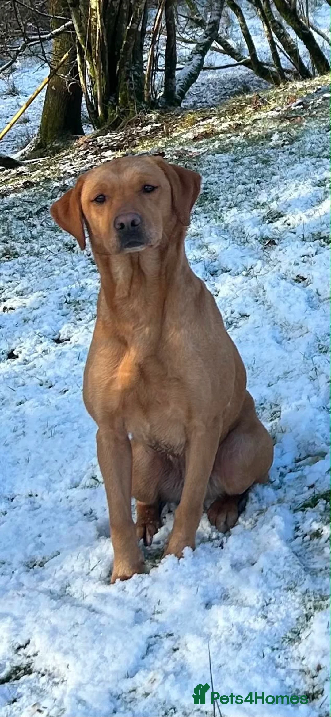 Labrador Retriever dogs for sale: Health tested Working Labrador Puppies in Welshpool - Advert 1