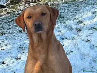 Labrador Retriever dogs Health tested Working Labrador Puppies - Advert 13