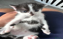 Turkish Van cats for sale: Black and white kittens last boy left  - Image 24