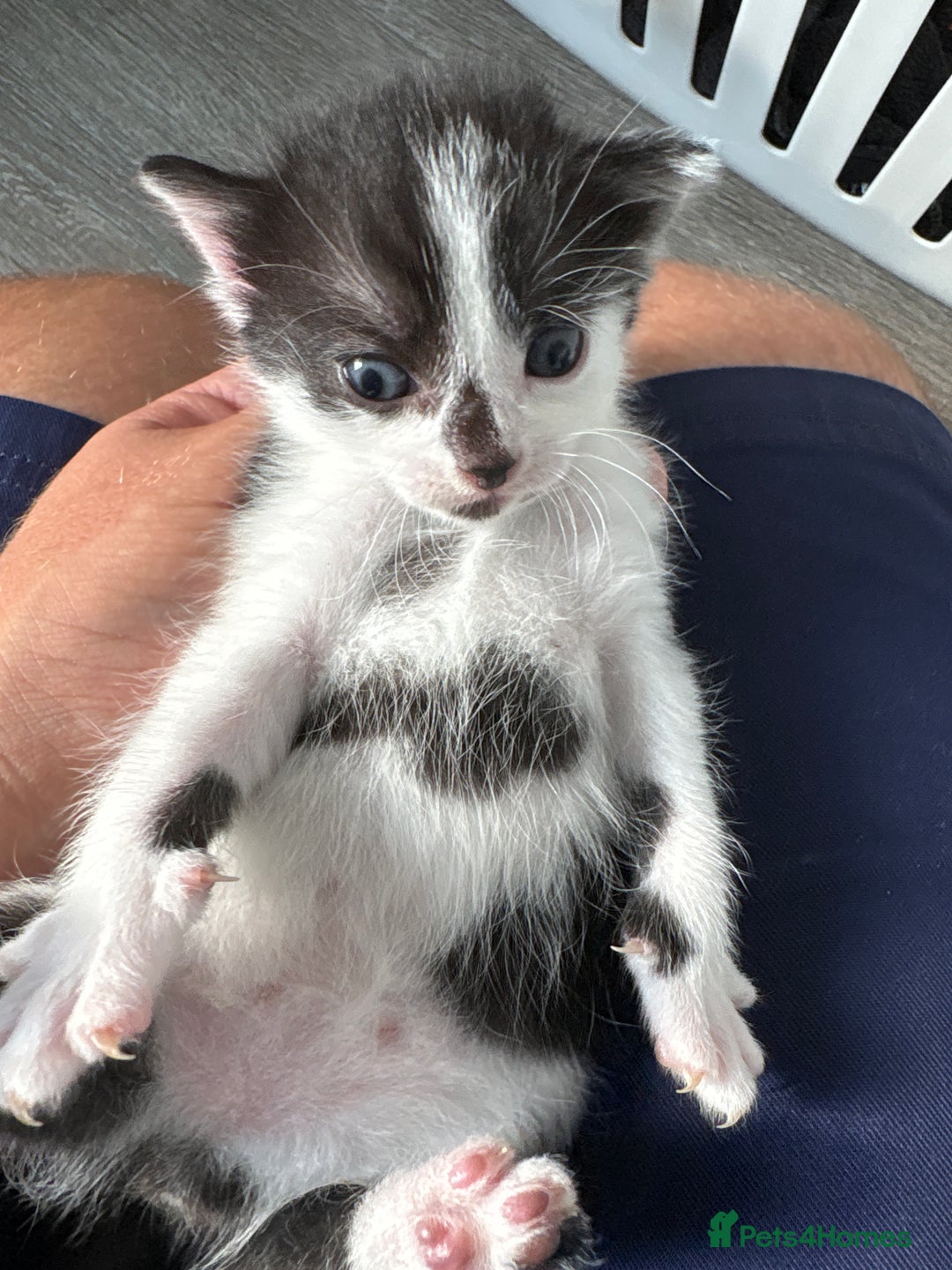 Turkish Van cats for sale: Black and white kittens last boy left  - Image 24