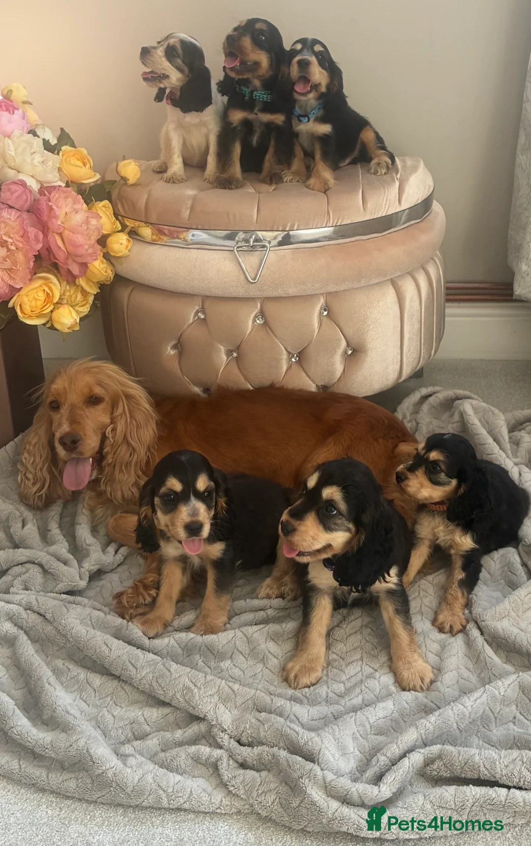 Cocker Spaniel dogs for sale: Cocker spaniel Show type  - Advert 1