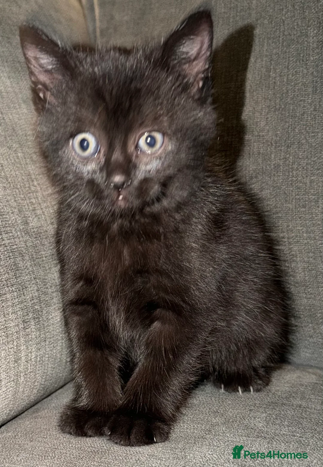 British Shorthair cats for sale: British shorthair kittens  - Advert 8