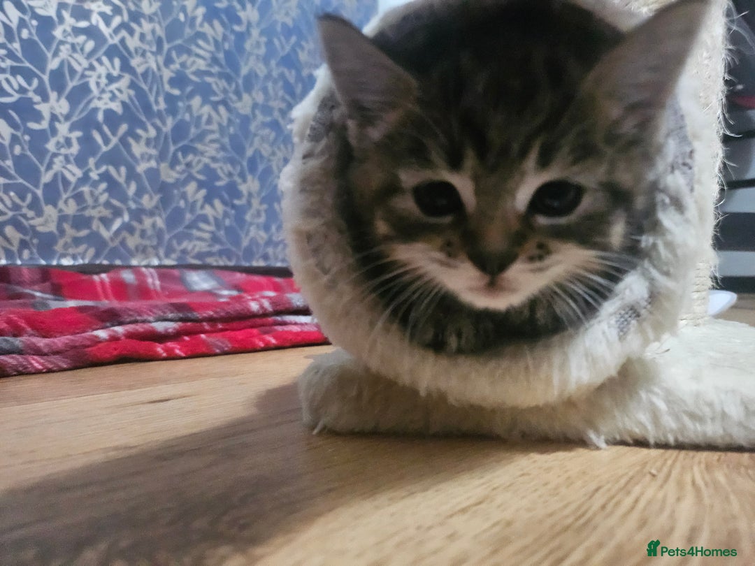 European cats for sale: Female tabby europian shorthair mixed kitten 🏡  - Image 8