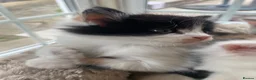 Mixed Breed cats for sale: Beautiful long hair kittens  - Advert 19