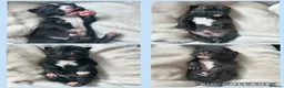 Staffordshire Bull Terrier dogs for sale: Staffordshire bull terrier puppies  in Weston-super-Mare - Advert 8