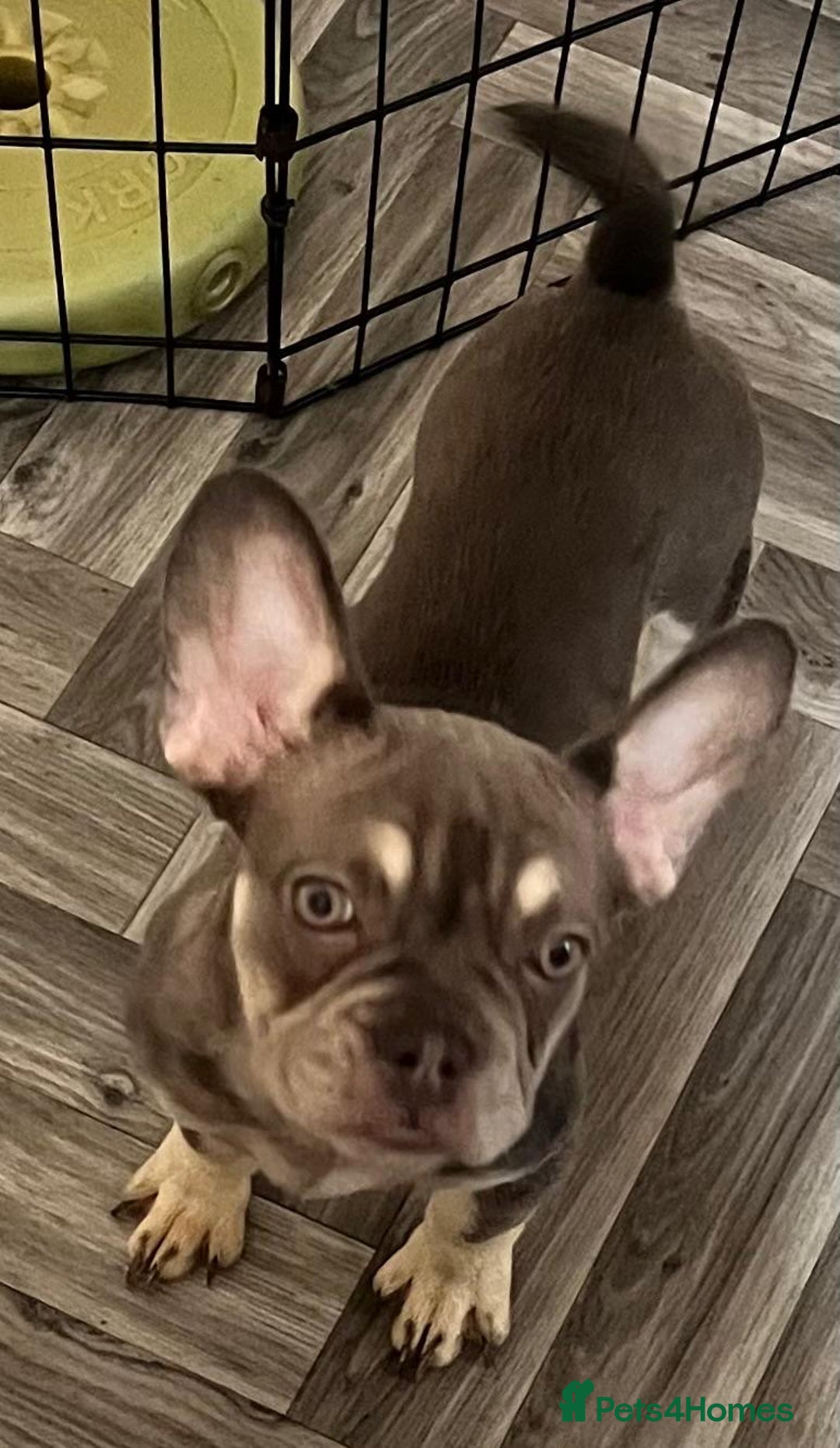 French Bulldog dogs for sale: 4 Gorgeous Frenchbulldogs ready now!  - Image 2