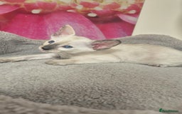 Oriental cats for sale: Oriental and Siamese Gccf registered kittens. - Image 11