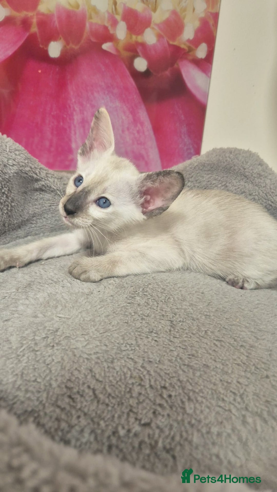 Oriental cats for sale: Oriental and Siamese Gccf registered kittens. - Image 11