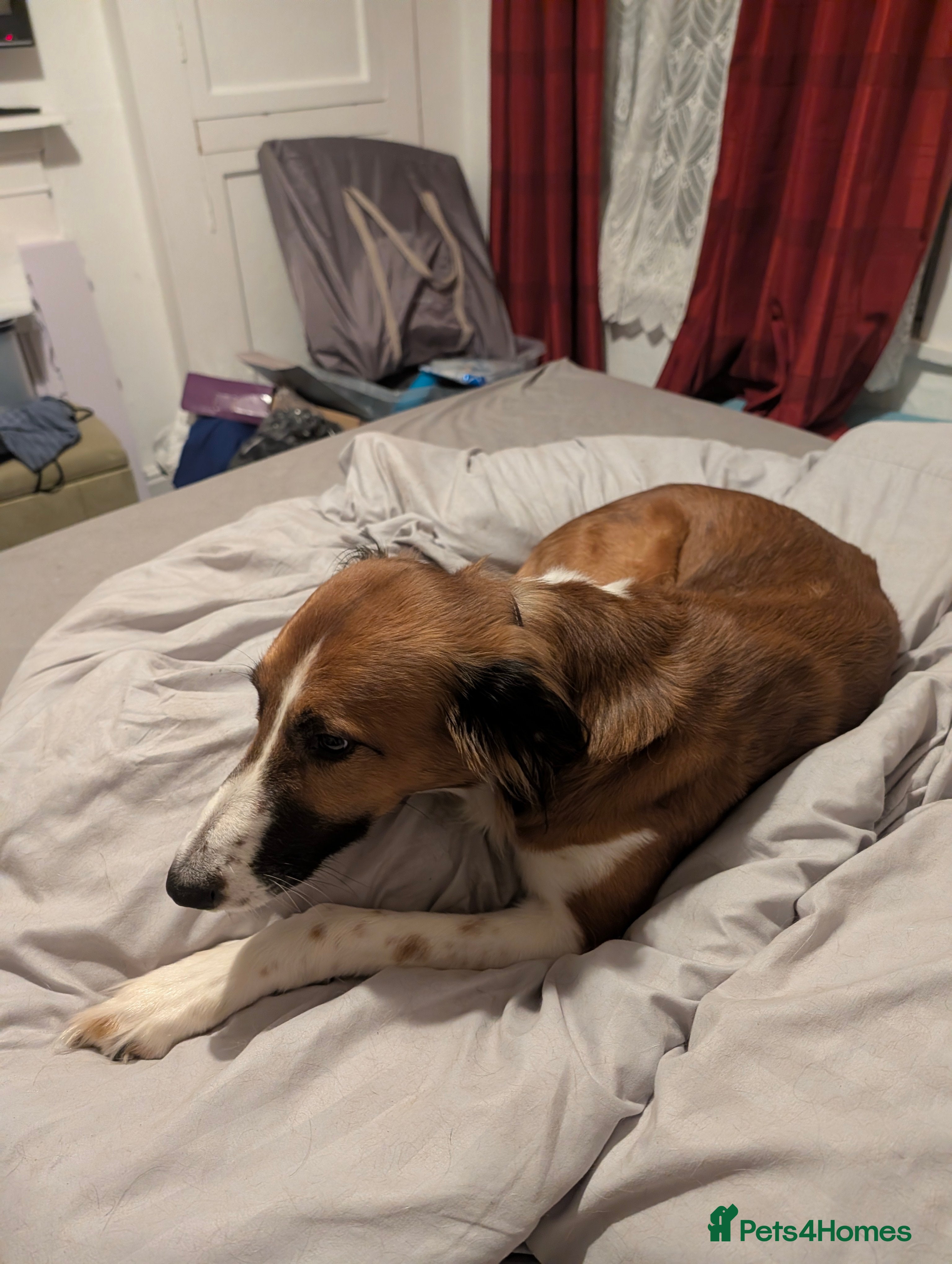 Mixed Breed dogs Saluki bull - Advert 1