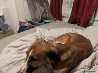 Mixed Breed dogs Saluki bull - Advert 1