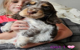 Cocker Spaniel dogs for sale: Stunning Show Cocker Spaniels - Image 3