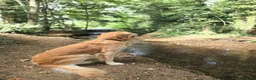 Golden Retriever dogs for stud: KC Registered Golden Retriever Stud Dog DNA Tested - Advert 3