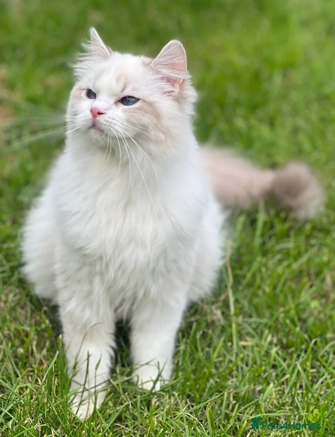Ragdoll cats for sale: Beautiful blue mitted babies available  - Advert 9