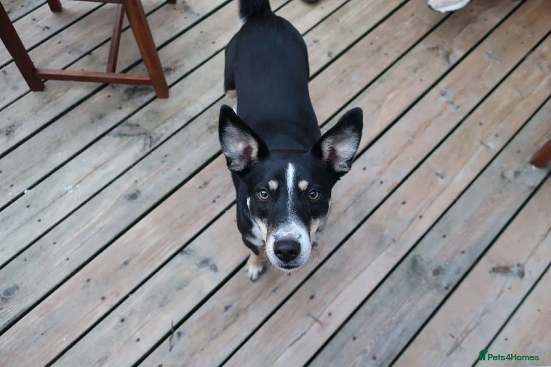 Mixed Breed dogs for adoption: PEPPER 🌶️ - Advert 2