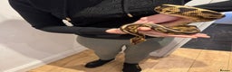 Python Snake reptiles for sale: Very friendly, Royal Python and full set up  - Advert 2