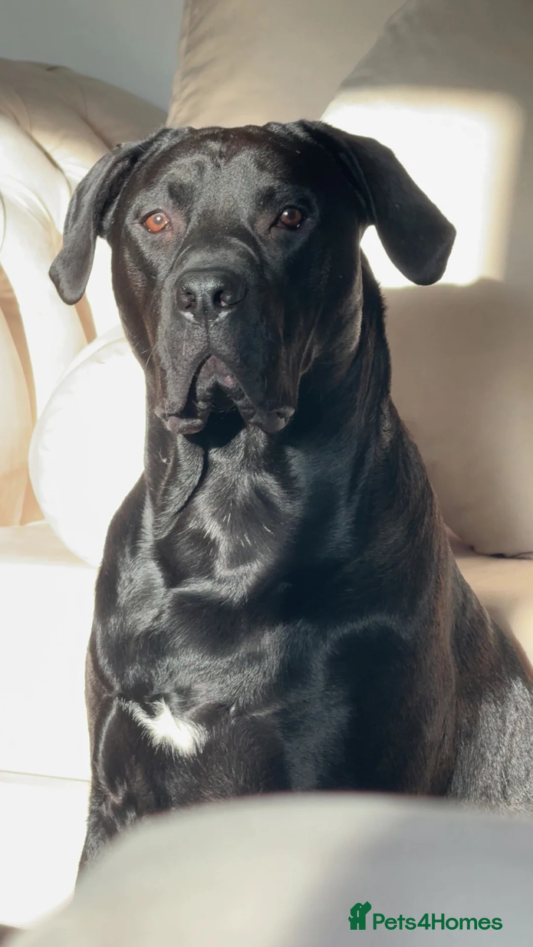 Mixed Breed dogs for sale: Presa Canario X Labrador for sale  - Advert 2