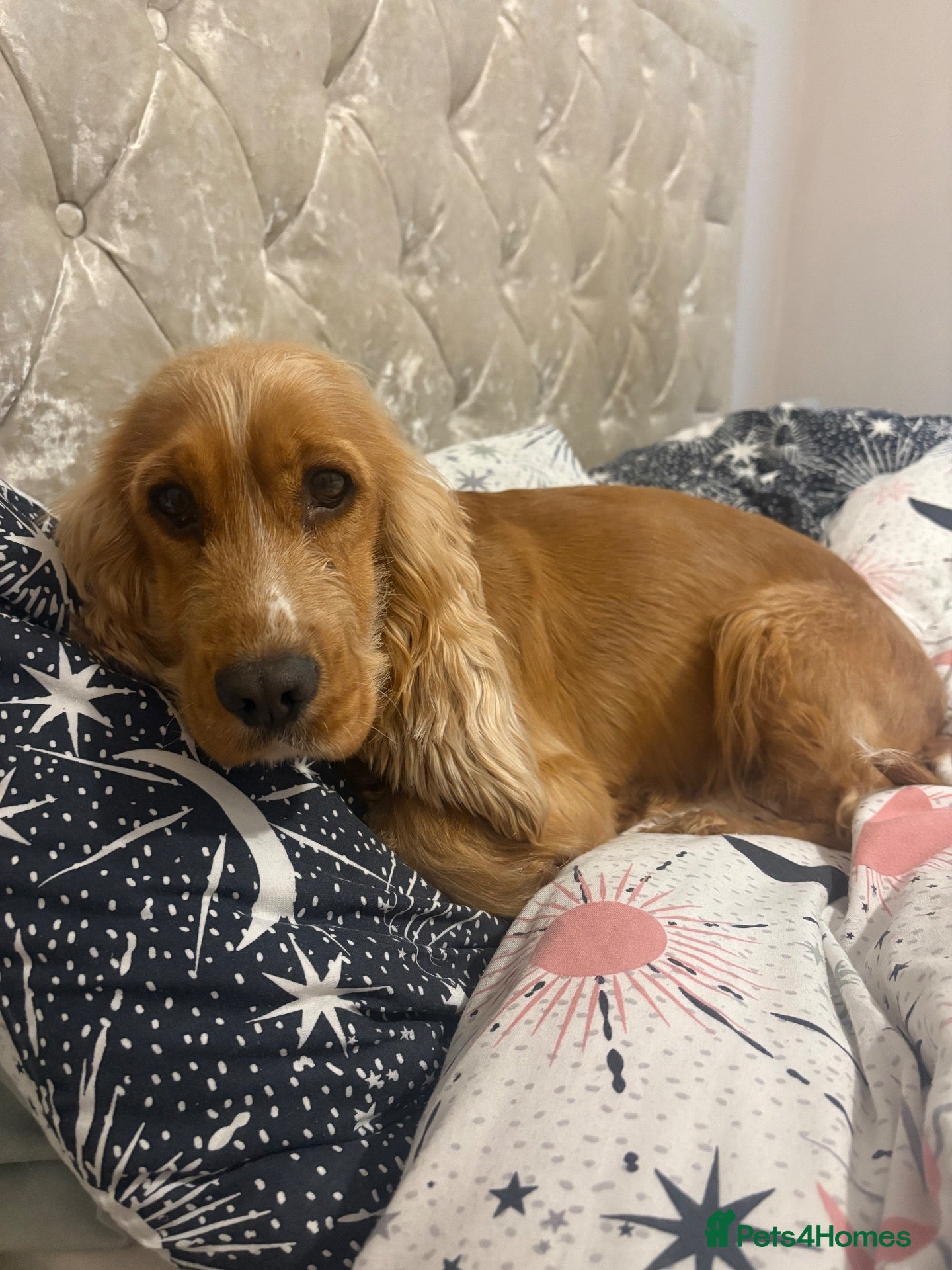 Cocker Spaniel dogs for sale: Forever home needed for our lovely Lillie  - Advert 1