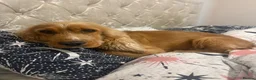 Cocker Spaniel dogs for sale: Forever home needed for our lovely Lillie  - Advert 1