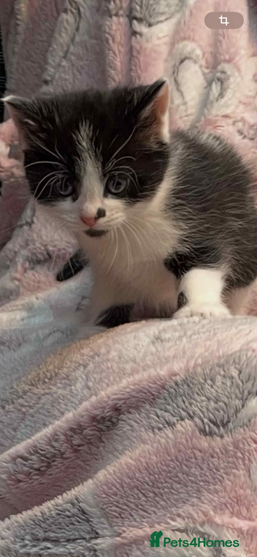 Mixed Breed cats for sale: 2 lovely girls for sale - Advert 10