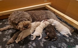 Lagotto Romagnolo dogs for sale: Lagotto Romagnolo Puppies - Advert 8