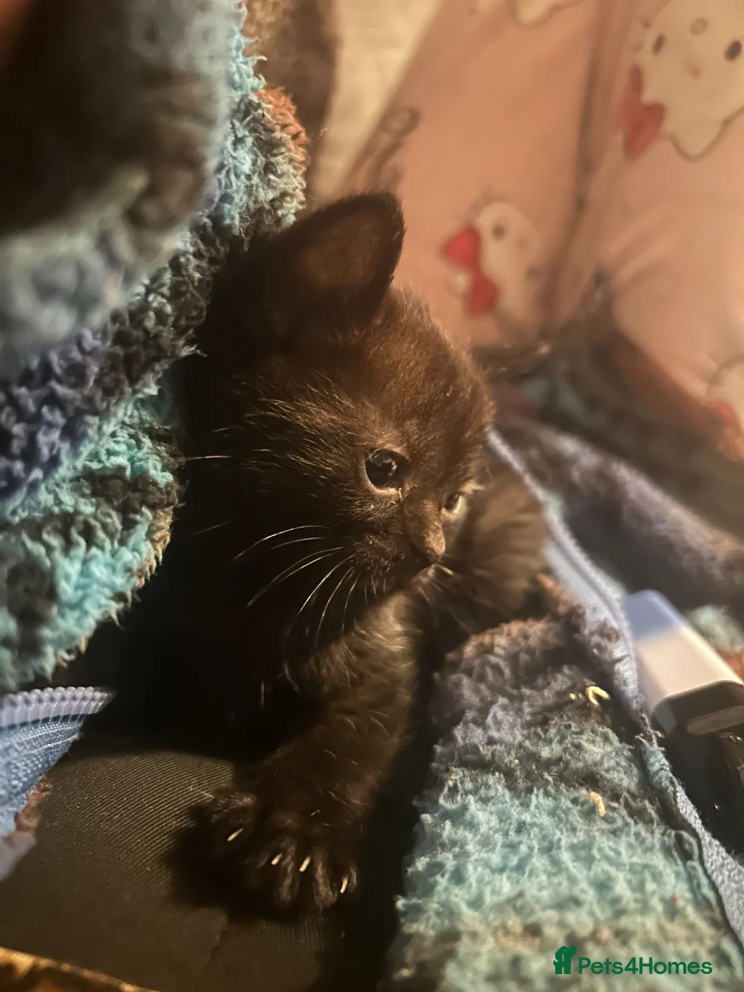 Mixed Breed cats for sale: 3 beautiful kittens ready  - Advert 1