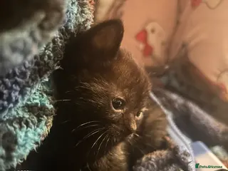 Mixed Breed cats 3 beautiful kittens ready - Advert 2