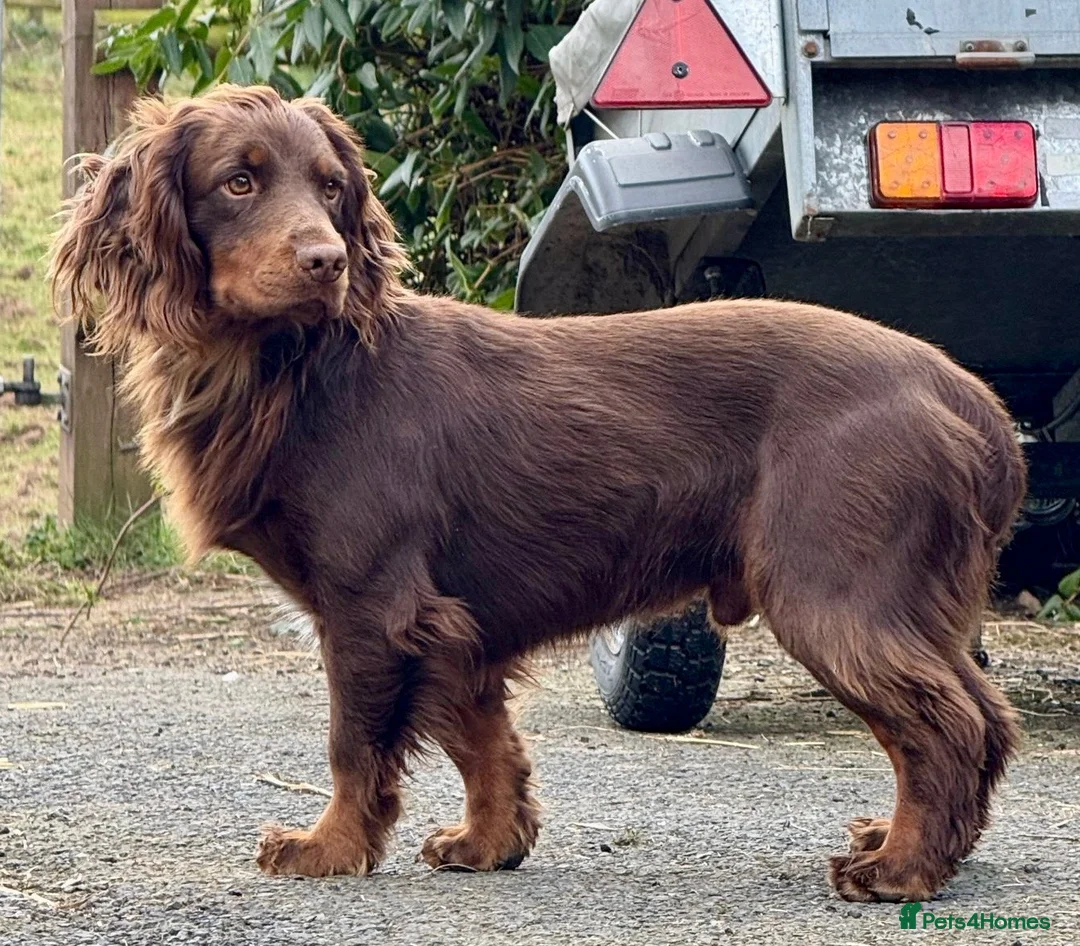 Cocker Spaniel dogs for stud: KC Working Cocker Spaniel Health tested in Ludlow - Advert 12