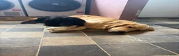 Golden Retriever dogs for sale: Stunning KC Golden Retriever Pups READY NOW - Advert 11