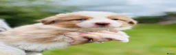 Border Collie dogs for sale: Our Bred Border Collie Puppies For Sale - Advert 27