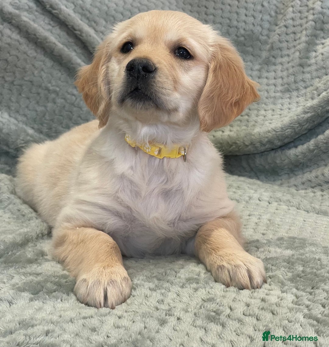 Golden Retriever dogs for sale: Quality Litter Of KC Reg Golden Retriever Puppies  - Image 25
