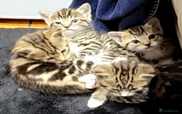 Bengal cats for sale: Bengali kittens - Image 2