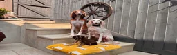 Saluki dogs for sale: Male  Saluki puppy 10 weeks old  - Advert 19