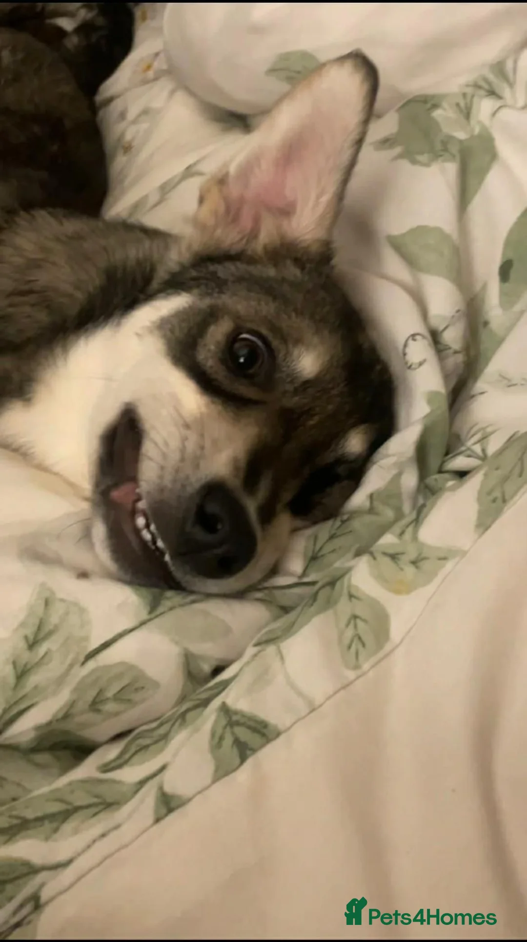 Mixed Breed dogs for adoption: Kassie  in Norwich - Advert 4