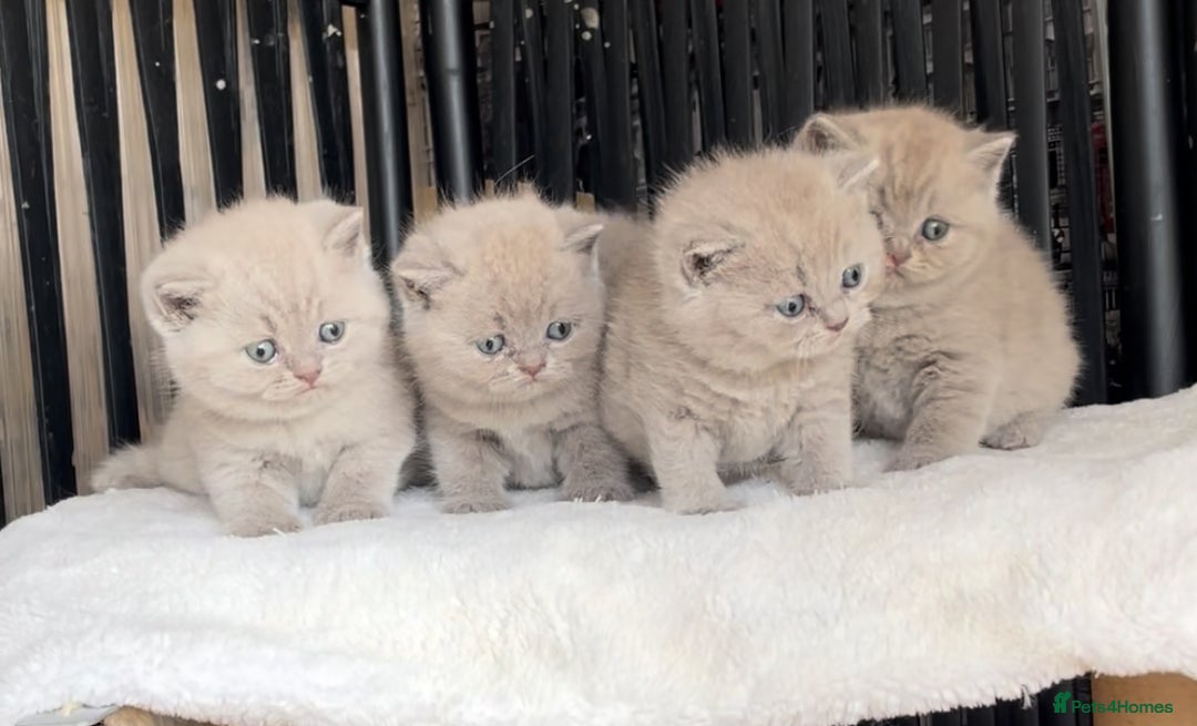 British Shorthair cats for sale:  Absolutely Beautiful BSH Champion Line kittens  - Image 9