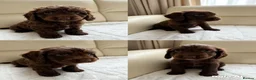 Cockapoo dogs for sale: Cockapoo FB1  - Advert 7